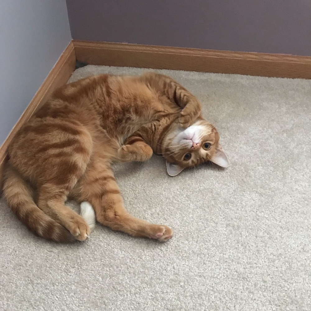 Meet your Posher, Dianna